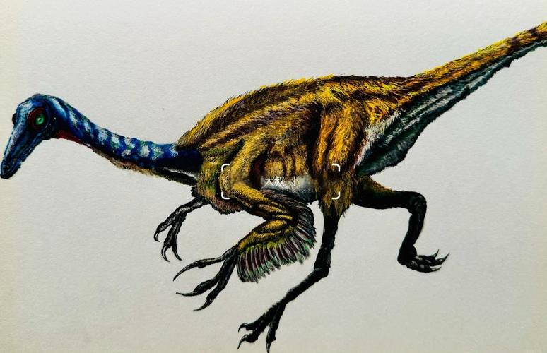 似鸟龙身长多少米