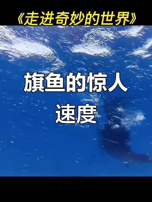 游泳冠军旗鱼的时速高达113千米是多少