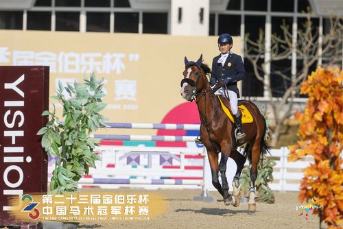 马术比赛冠军杯作文